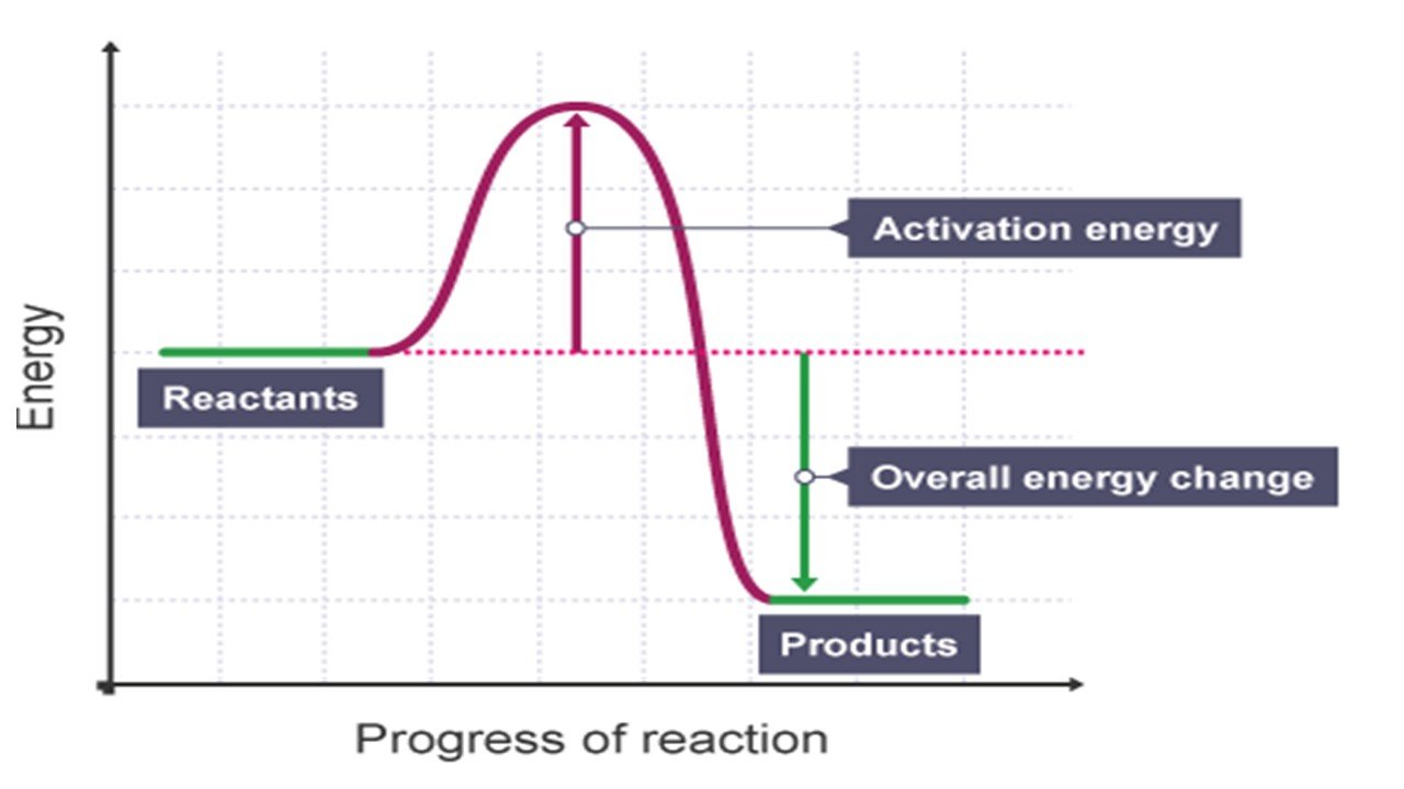 Endothermic energy profile diagram activation Telegraph